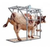 Intretinerea Copitelor si Ongloanelor la Vaci