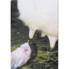 Stifturi mamelonare cerate Kerbl